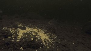 Реакция РЫБЫ на ГРЕЧКУ