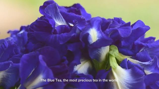 The Merchant of Venice - Blue Tea смотреть онлайн