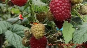 Малина традиционная Красная королева (rubus) ? обзор: как сажать, саженцы малины Красная королева