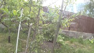 КАК И ЧЕМ ПРАВИЛЬНО УДОБРЯТЬ ПЛОДОВЫЕ ДЕРЕВЬЯ !!!!!