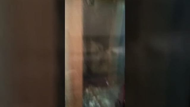 Мальки гуппи в общем аквариуме