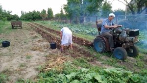 копаем картошку самодельным мини трактором