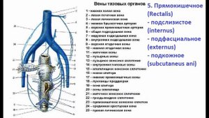 Внутренняя и Наружная Подвздошные Вены - за 2 минуты!