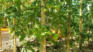 Сорта томатов на 25 июня 2021г. Самые урожайные и самые НЕ урожайные сорта помидор