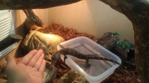 Варан боится меньше. Varanus Salvator откорм и приручение. Варан постепенно социализируется.