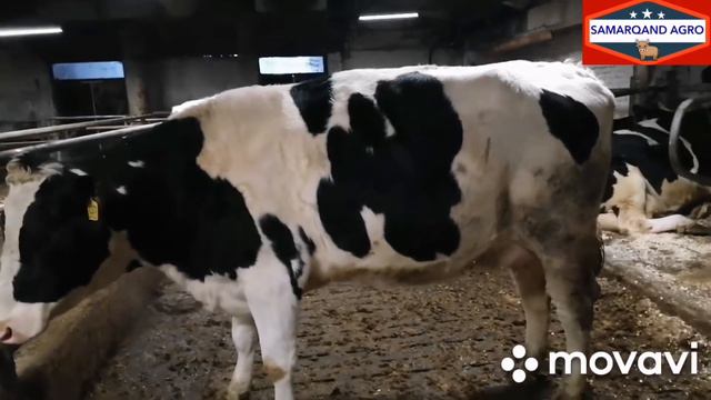 Симментал ёки голштин?