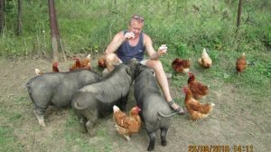 Вьетнамские вислобрюхие свиньи