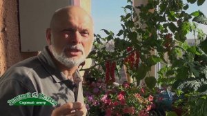 Уникальный томат Черри от Юрия, выращивание дома