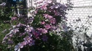 Клематис Виль Де Лион  Clematis Ville de Lyon