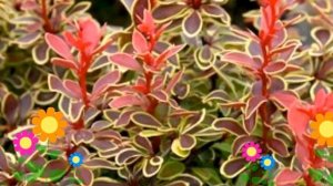 Барбарис тунберга Коронита (Coronita). Краткий обзор, описание характеристик, где купить саженцы