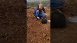 Нашли медвежонка. Маму у его застрелили выбежал???