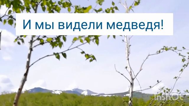Медведь - символ Камчатки. Мечтали и встретили!