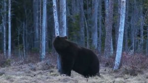 МЕДВЕДЬ ПРОТИВ ТИГРА. КТО СИЛЬНЕЕ ТИГР ИЛИ МЕДВЕДЬ?