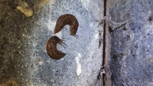 Прикол - слизни в погребе:)