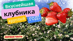 Клубника - круглый год  выращивание гидропоника . Первая часть - закладка рассады.