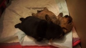 #16/Сон полезен для здоровья/Щенки норвич-терьер/Norwich terrier puppies