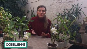 ОРХИДЕЯ ДЕНДРОБИУМ НОБИЛЕ  уход в домашних условиях ? Dendrobium nobile