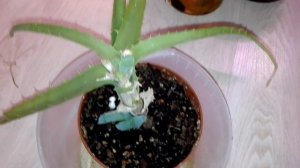 Алоэ не растут у меня, хотела выкинуть, но случилось чудо