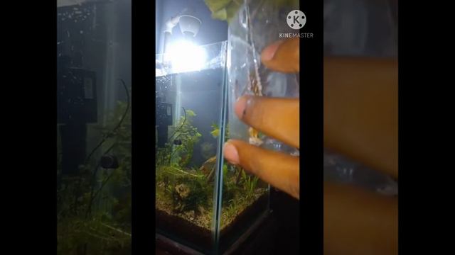 Syngonium Plant How To Grow In Aquarium