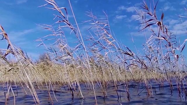 Над водной поверхностью. Замедленная съемка водной среды. Full HD 60fps. Релакс.