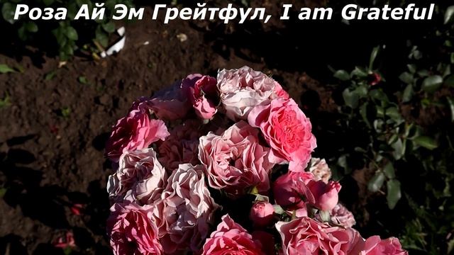 Новые сорта РОЗ флорибунда, довольно пышное и долгое цветение, изысканная красота!