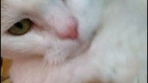 Кошка 19 лет.