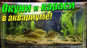 Показал окуней и карасей в аквариуме. Покормил речных рыб мотылём.