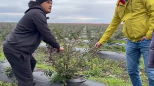 Голубика в чернозёме! Растёт и еще как! В гостях у Максима на плантации голубики! Часть 1.