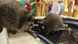 Когда енот не хочет делиться