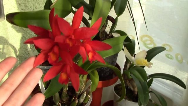 Cattlianthe (Lc.) Rojo - The fire red Cattleya Orchid смотреть онлайн