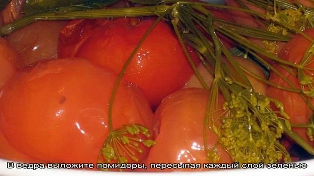 Самые вкусные и простые рецепты засолки помидоров в ведре: делаем отменные заготовки на зиму