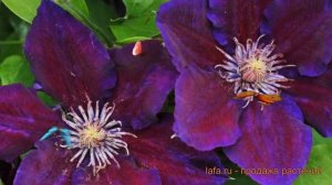 Клематис крупноцветковый Юлька (clematis) ? клематис Юлька обзор: как сажать саженцы клематиса Юльк