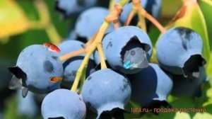 Голубика высокорослая Дарроу (vaccinium corymbosum) ? обзор: как сажать, саженцы голубики Дарроу