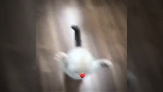 СМОТРИ И СМЕЙСЯ
