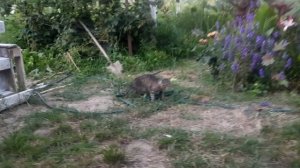 Кот мясо ловит. Что прилетело, то и ловит