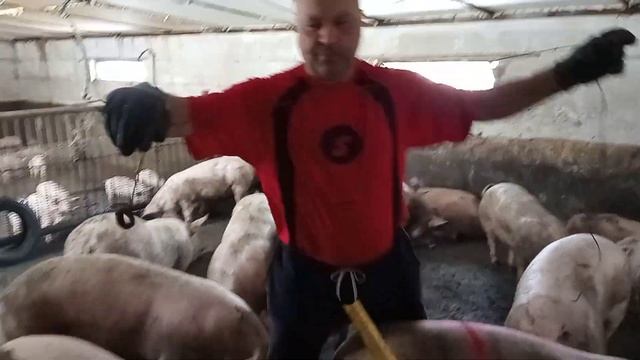 Вот ВАМ и ГОРОХ! 6 месяцев откорма, СВИНЕЙ. Свиноводство. смотреть онлайн