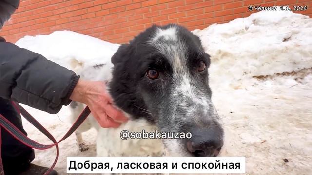Маленькая Гита ждет своего хозяина в приюте 10 лет….Проект помощи Собака Юзао