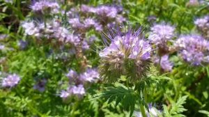 Моя Прекрасная дача! Звуки Природы! Жужжание Пчёл. Пение птиц. ASMR Nature Sounds