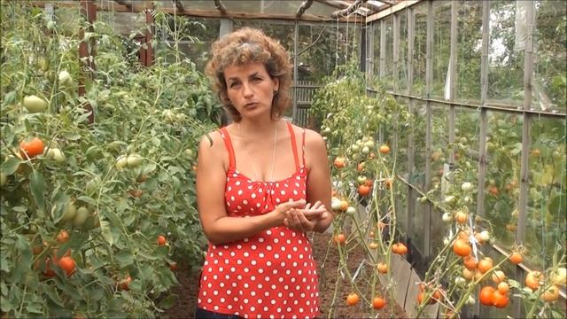 Томаты, устойчивые к фитофторозу. Сайт sadovymir.ru смотреть онлайн