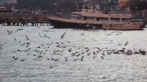 новогоднее море - прекрасно