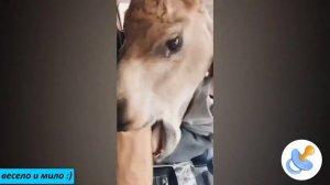 😂  😂 РЖАЛ ДО СЛЕЗ😂 ПРИКОЛЫ😂  СМЕШНЫЕ ПАДЕНИЯ 😂 И СМЕШНЫЕ НЕУДАЧИ ИСПУГИ ЛЮДЕЙ