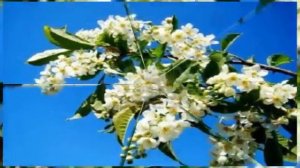 АХ ЧЕРЁМУХА БЕЛАЯ!! исп   МАРИНА ЖУРАВЛЁВА