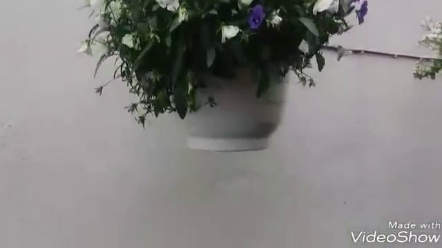 Мой маленький дворик..мои цветы... смотреть онлайн