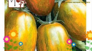 Томат обыкновенный Биколор. Краткий обзор, описание характеристик solanum lycopersicum Bikolor