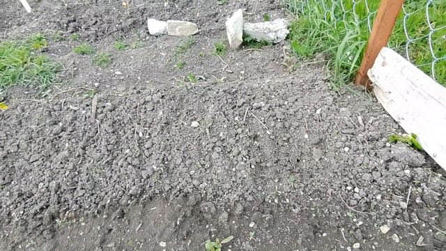 Огород с нуля🌱 Обзор участка и рассады смотреть онлайн