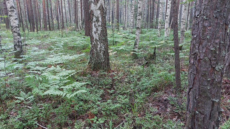 И снова в лесу. Второй заход.