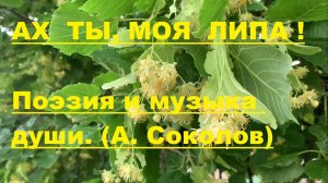 АХ  ТЫ, МОЯ  ЛИПА! Автор стихотворения и видео А. Соколов. Музыка Yakuro Flight of Butterfly.