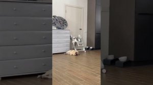 МОПС ЛЁНЯ новые видео Лёня вернулся