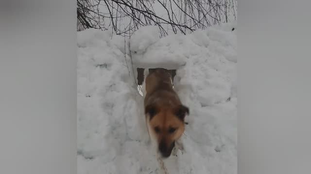 Зимняя прогулка