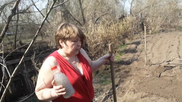 Лучший способ посадки моркови без прореживания.#морковьбезпрореживания#лёгкийспособпосадкиморкови#